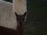 /album/alpies/beauty-jpg1/